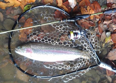 大安トラウトレイク 釣果